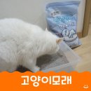 기호성 좋았던 빈이네 다묘다견 고양이모래 사용후기