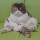 자한 이미지