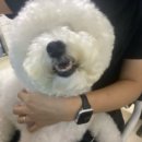 멍크라운 이미지