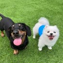 멍찌애견유치원 이미지