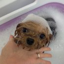 댕데이지 이미지