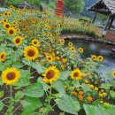 태양의 미소 이미지