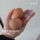 예진유치원 | 다이어트한약으로 단기다이어트 도전 후기(5일만에 -2.9kg 실화인가요?!)