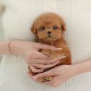 광주강아지분양 고양이분양 미유펫 본점 이미지