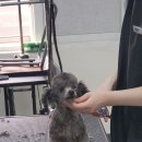 애견미용사 3급 자격증 과정 1 이미지