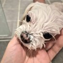 목욕하는 강아지 | 강아지 샴푸중 천연샴푸 펫 에스테틱 샴푸 디고 사용후기