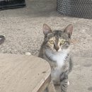 노엘동물병원 이미지