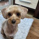 반딧불 애견 미용실 | 일산서구 강아지미용실 추천 :) 오픈형이라 더 안심됐던 몽실몽실 후기🐕