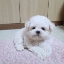 럭키켄넬 이미지