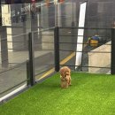 ARTEAM DOG 이미지