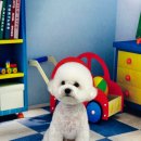 미용하는 훈련사 이미지