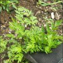 이명은 농장 이미지