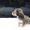 일산애견 이미지