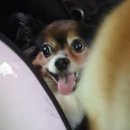 다다모모