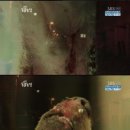 안녕!멍멍 이미지