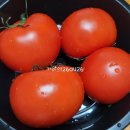 명광아저씨네 완숙토마토 당첨후기