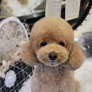 피카소 동물병원 미용 이미지