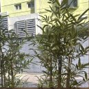 심야라멘트럭 | 울산 라멘 맛집, 성남동 라멘 맛집 심야라멘트럭 후기