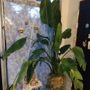 꽃하루방 이미지