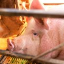 파주양돈단지(3) 이미지