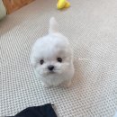 보니또따 | 미니비숑 성장일기 (강아지분양,보니또따 졸업생♥)