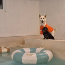 가평실내수영장온수무료펜션A 이미지