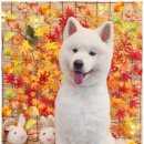 안아줄개 이미지