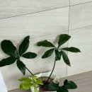 수페서