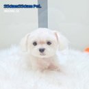 쓰담쓰담애견샵 이미지