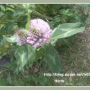 붉은토끼풀 [red clover] 효능 꽃 이미지