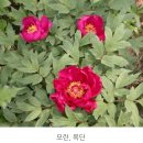 🌸 벌써 모란이! 🌸 이미지
