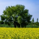 강매동 석교 이미지