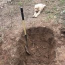 아빠 동물병원 이미지