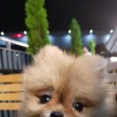 하루&라라 네이버블로그