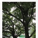 원지동석불입상및석탑 이미지