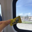 검프코리아 | 차 코스/소요시간/비용 정리] (커뮤니티굿즈,핑크월,멜로즈거리,선셋거리,산타모니카해변,버바검프쉬림프)