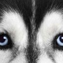 맑은눈 동물병원 이미지