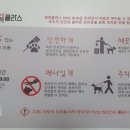 댕댕클라스 이미지