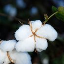 목화병원 이미지