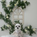 플로이몽 이미지