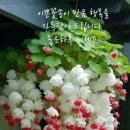 아리랑활력무 이미지