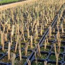 대량농장 이미지