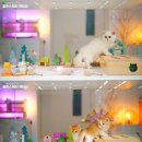 골든스웨터 캐터리 이미지