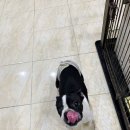 애니몰하우스 이미지