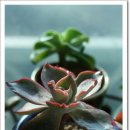 상학농장 이미지