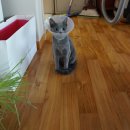 트레벨동물병원 | 암컷 고양이 중성화수술 후기 / 하남 트레벨동물병원