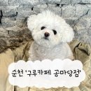 구루COFFEEROASTERS공마당점 | 순천 구루커피로스터스 공마당점 | 옥리단길 애견동반카페 재방문 후기