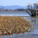 주남저수지 석산화장실 | 004. 창원 주남저수지 탐조여행 - 석산계류장 (2026.01.10.)