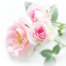 유가초등 이미지