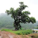 느티나무회관 이미지